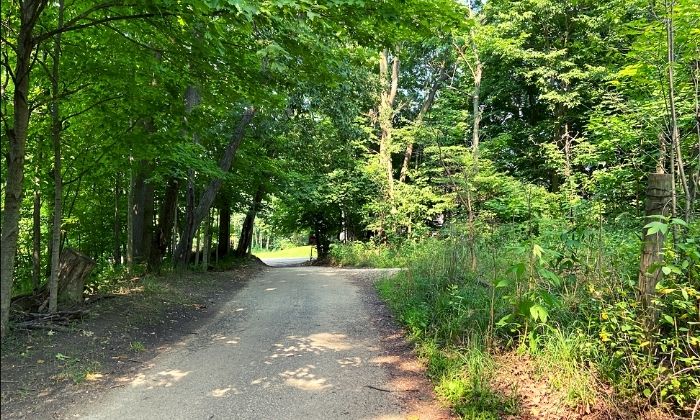 nature scene road with woods for ecotherapy