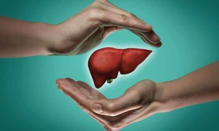 Two hands surrounding a healthy liver
