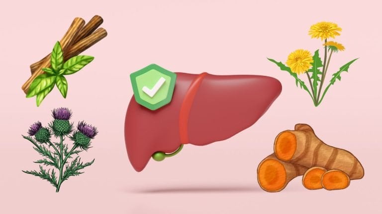 an image of a healthy liver surrounded by herbs that help with liver health